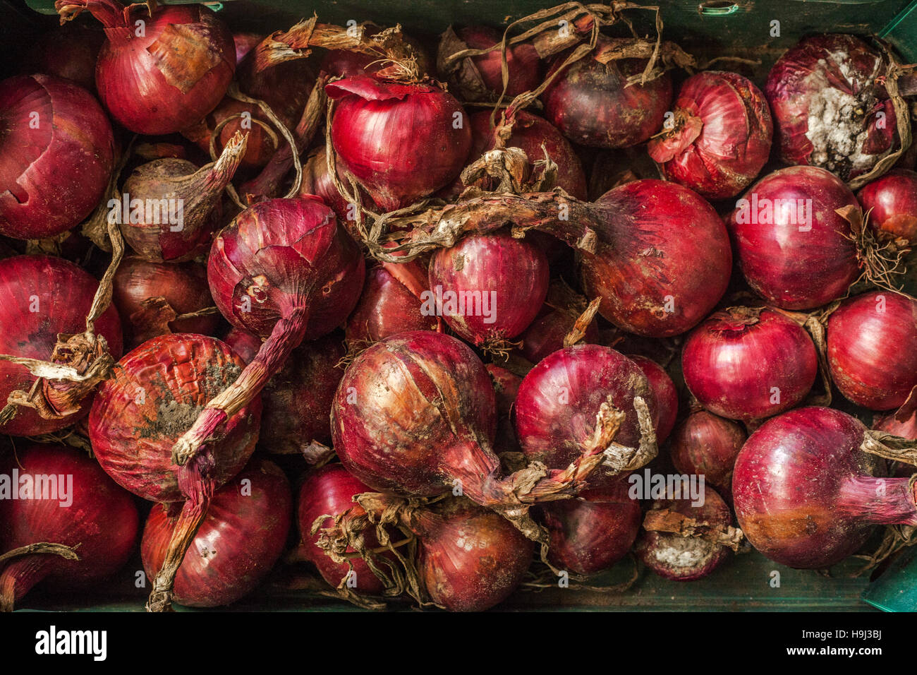 Know Your Onions High Resolution Stock Photography and Images - Alamy