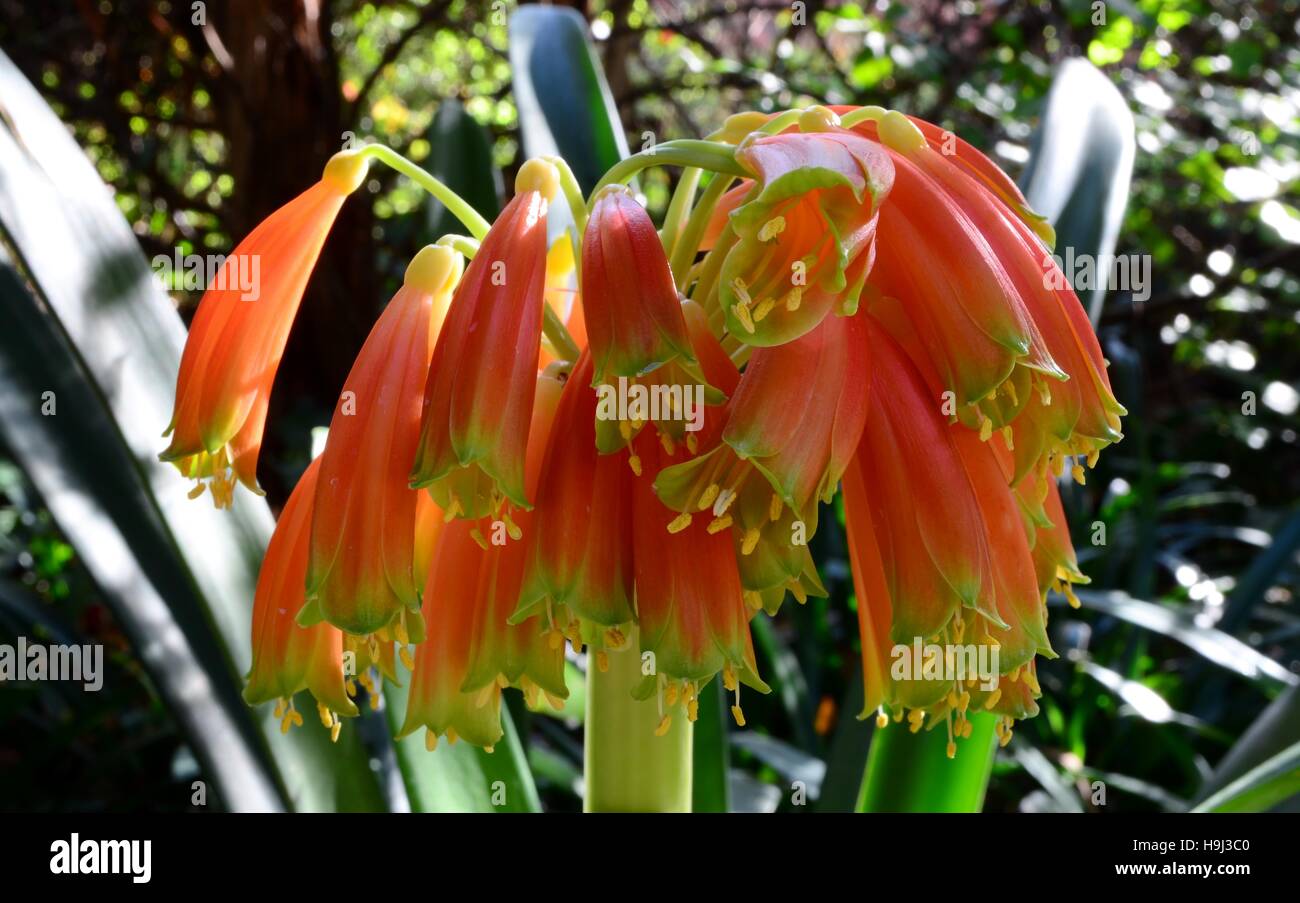 Orange Clivia nobilis - close-up of tube shaped hanging orange flowers. Indigenous to South Africa. Evergreen plant, grows well in cool shady areas. Stock Photo