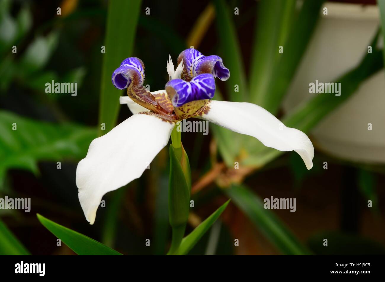 Dietes grandiflora - close-up of white and blue flower. Although the plant is very hardy, the flowers are very delicate. and last for only one day. Stock Photo