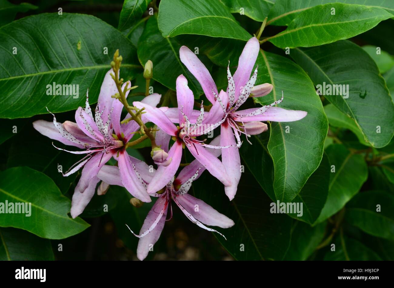 Cape Chestnut - white and mauve flower with purple glands on white petals. Close-up of flower with dark green leaves. Small evergreen hardy tree. Stock Photo
