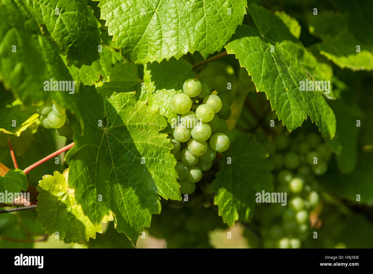 ripe grapes on a vine Stock Photo