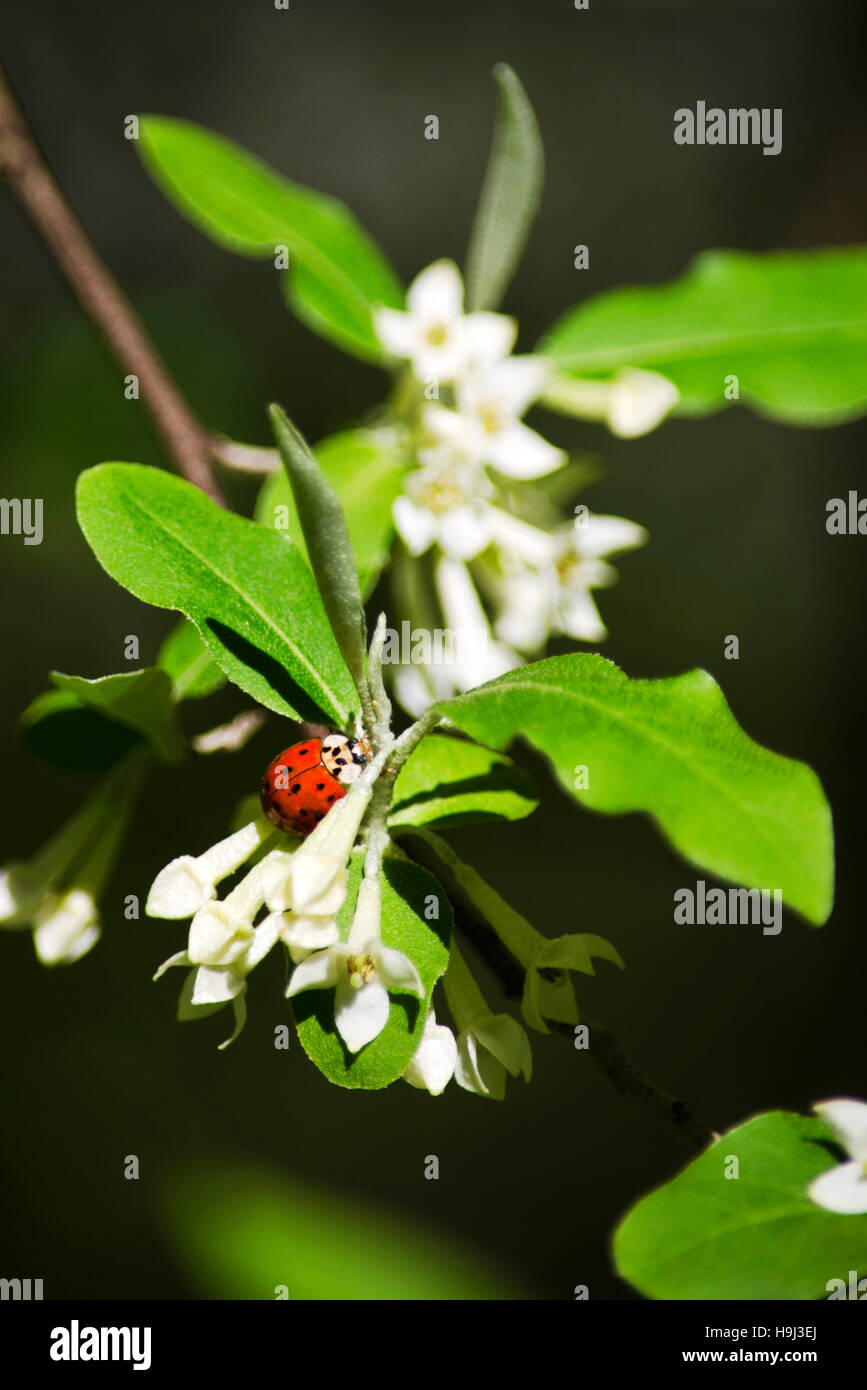 Ladybug crawling on flowers with leaves Stock Photo