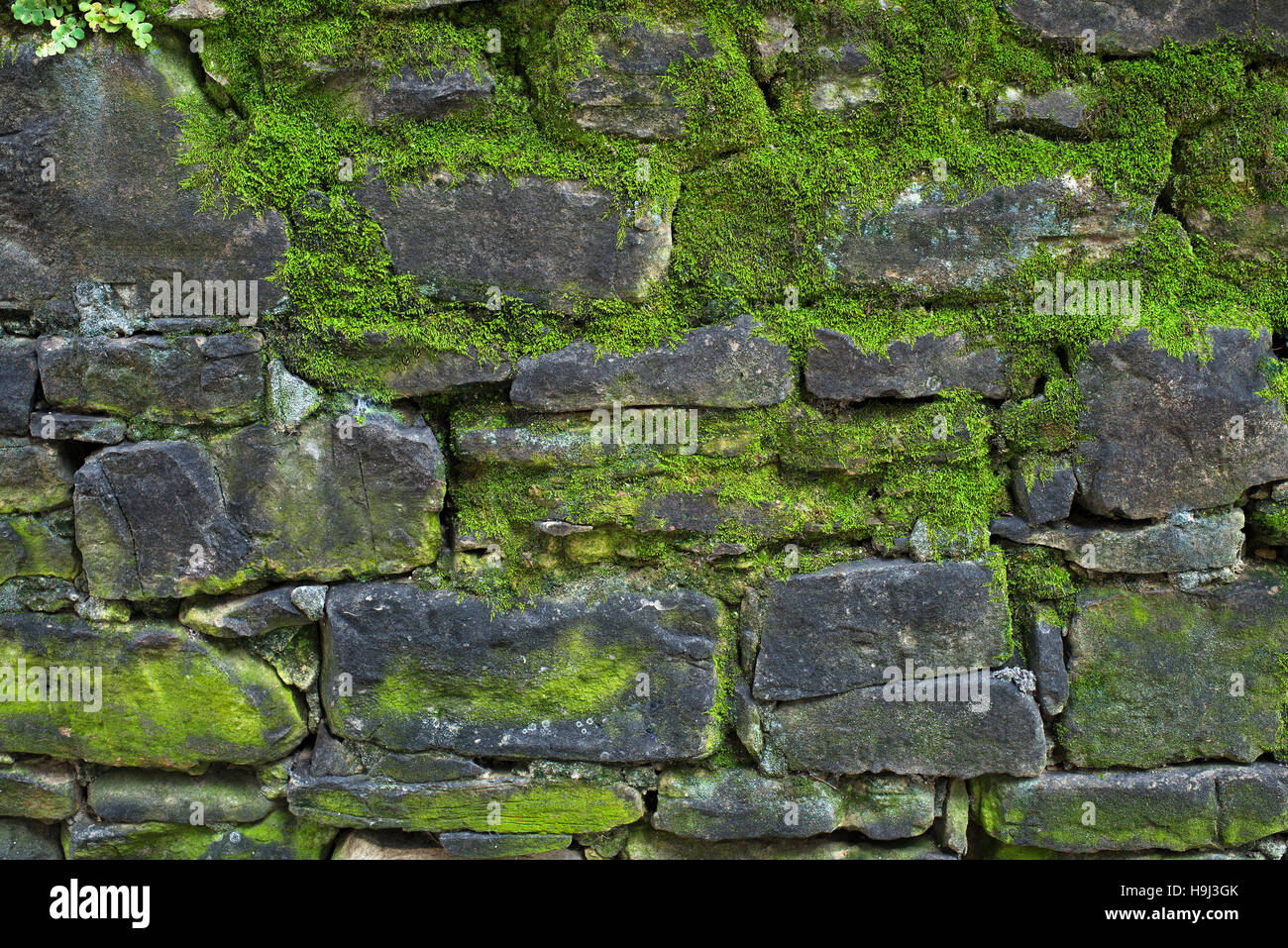 Old gray stone wall with green moss texture background close up Stock Photo