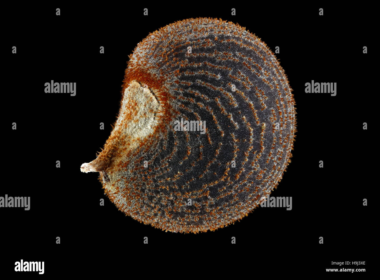Abelmoschus manihot, Aibika, Maniok-Bisameibisch, seed, close up, seed size 4 mm Stock Photo