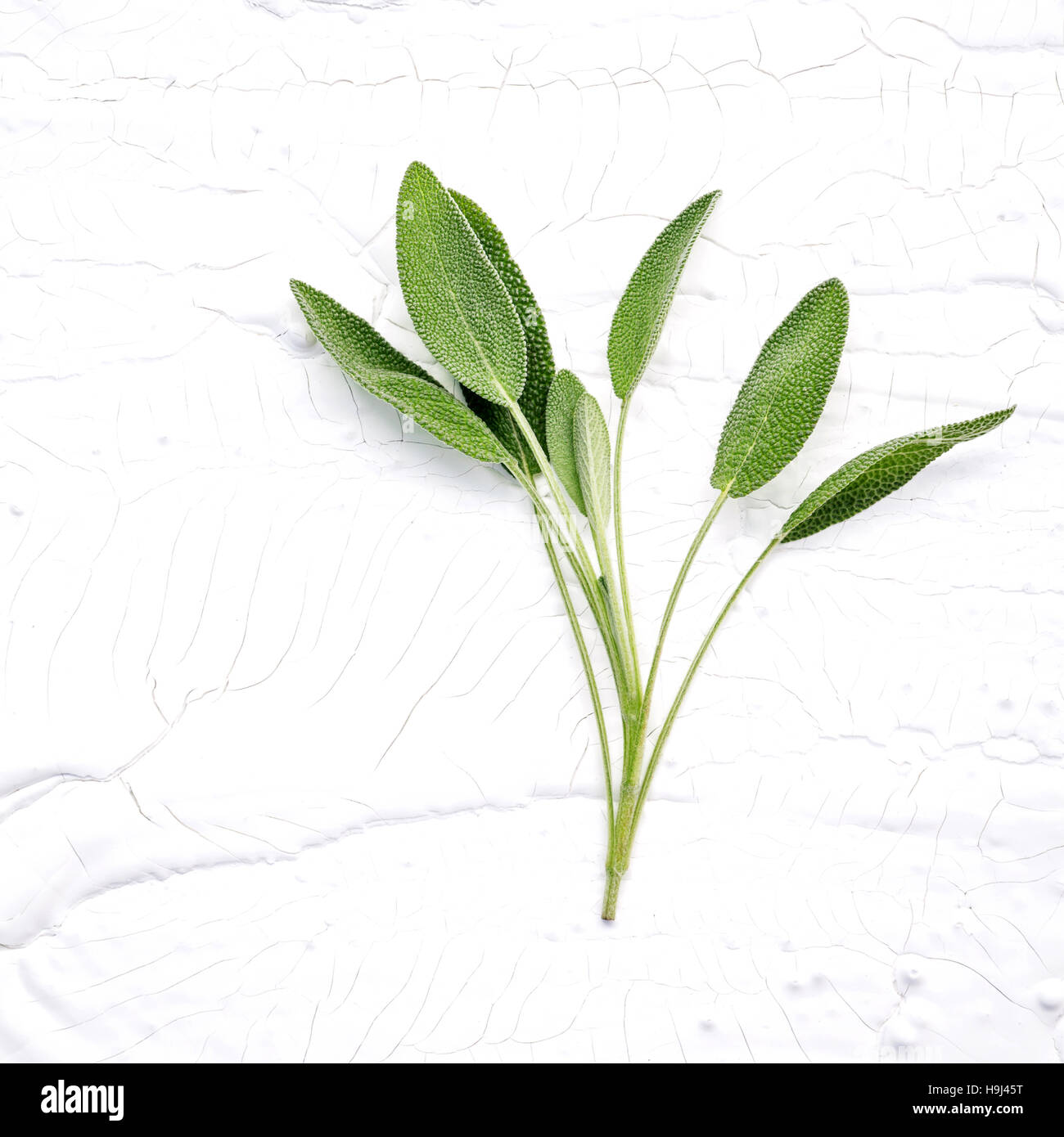Closeup branch fresh sage leaves  on white wooden background . A Stock Photo