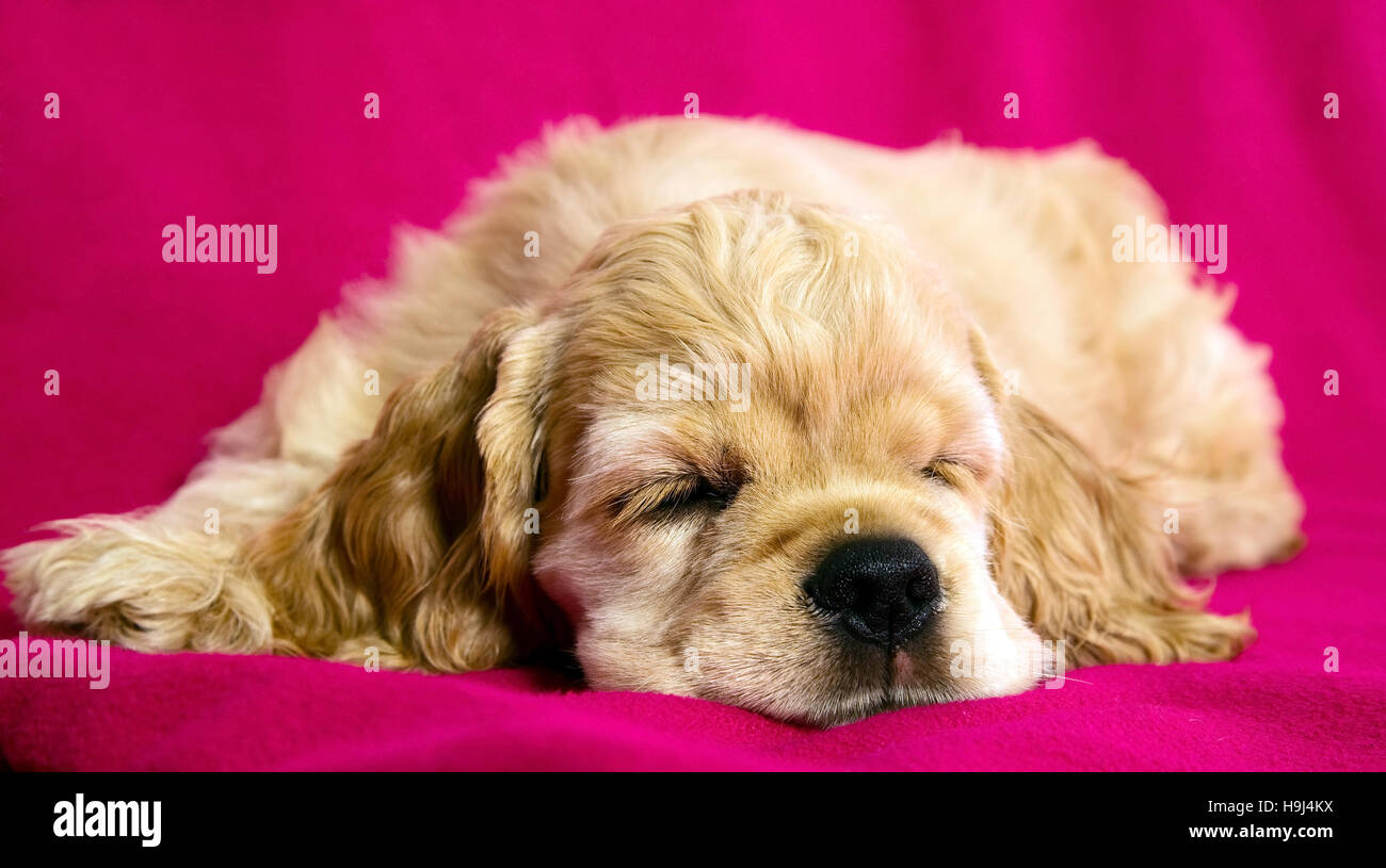 Sleeping puppy dog on a pink background Stock Photo