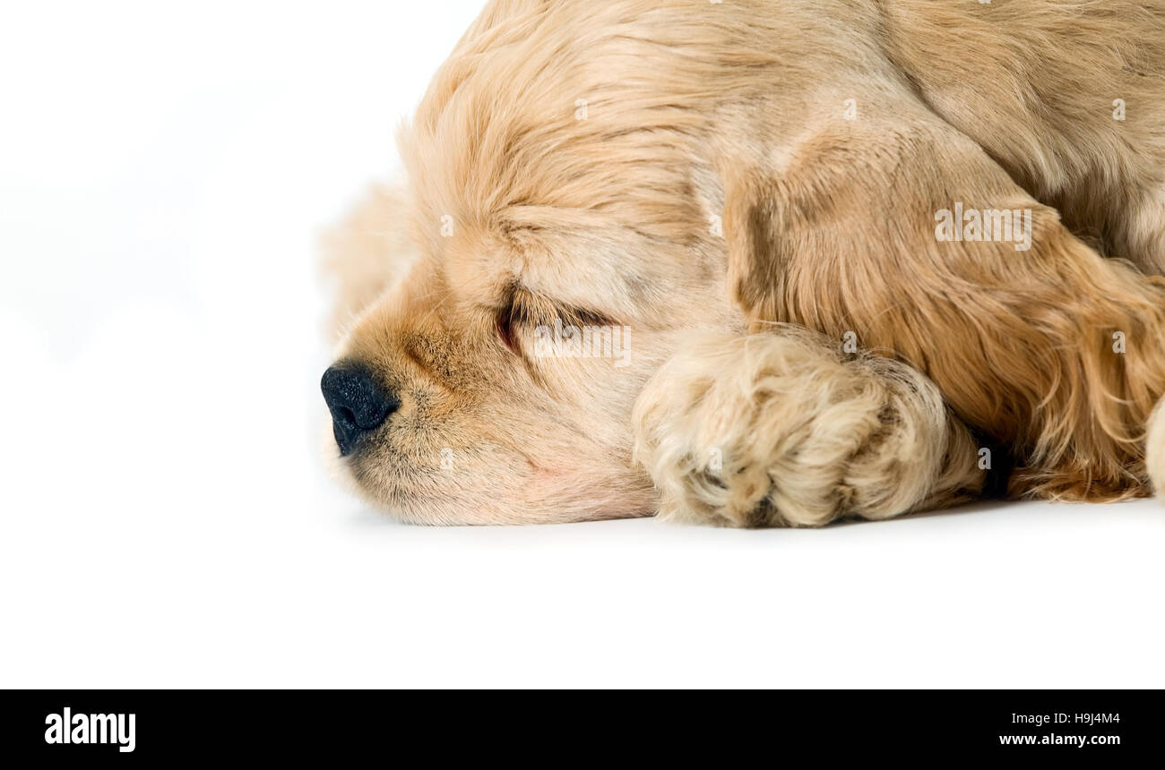 Sleeping puppy dog on a white background Stock Photo