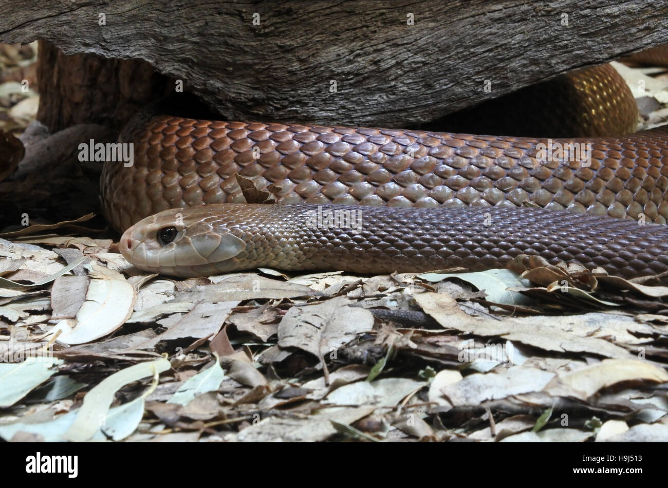 Australian Native Snake High Resolution Stock Photography and Images