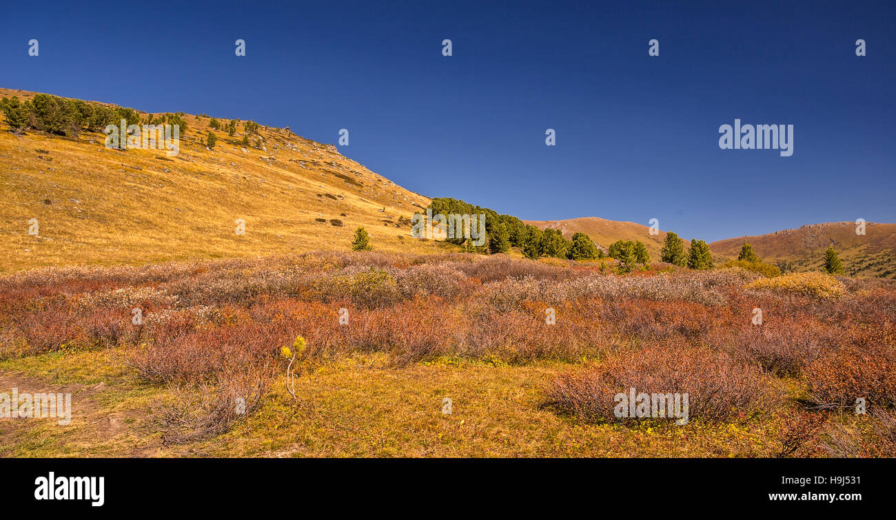 cedars and birches in Altai valley in autumn Stock Photo