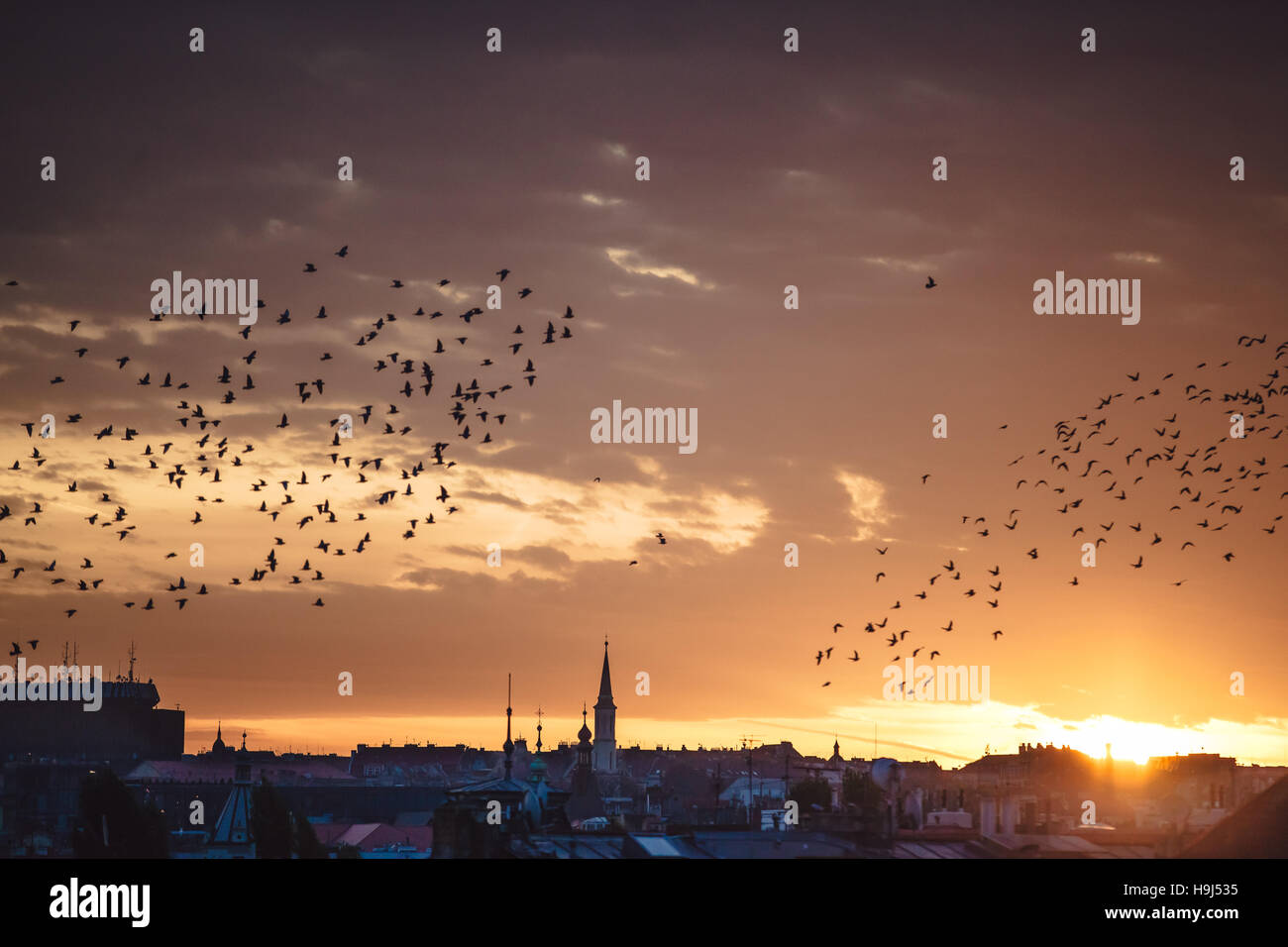 city, Prague, birds, sky, red, sunset, sunrise, travel Stock Photo