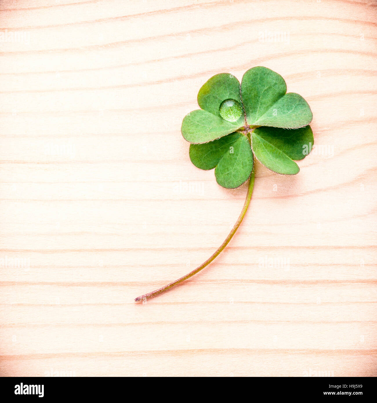 Clovers leaves on Stone .The symbolic of Four Leaf Clover the fi Stock Photo