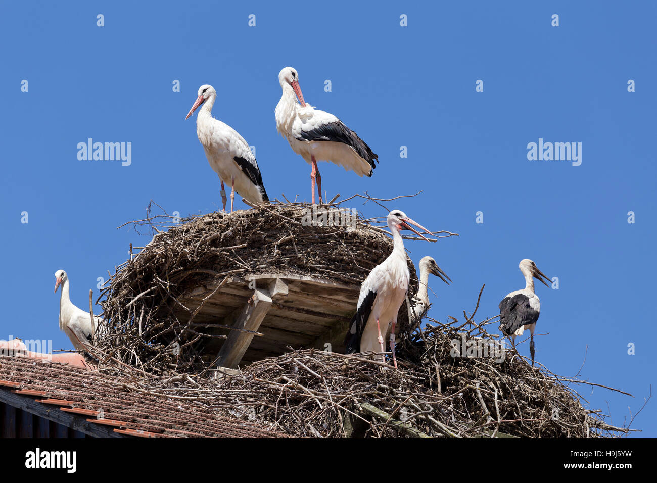 storks in their nest, Baden-Wuerttemberg, Germany Stock Photo