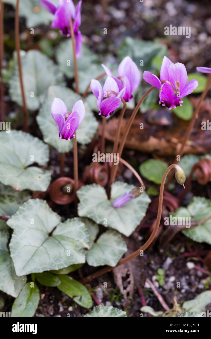 Pink flowered form of the silvery foliaged sowbread, Cyclamen hederifolium 'Silver Cloud' Stock Photo