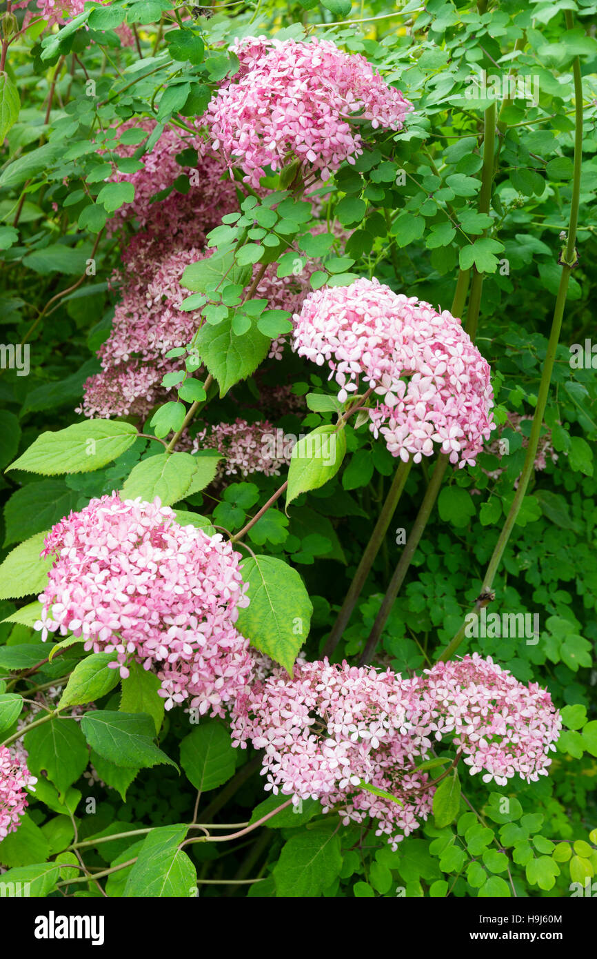 Mophead pink flowers of the mid summer blooming Hydrangea arborescens 'Invincibelle Spirit' Stock Photo
