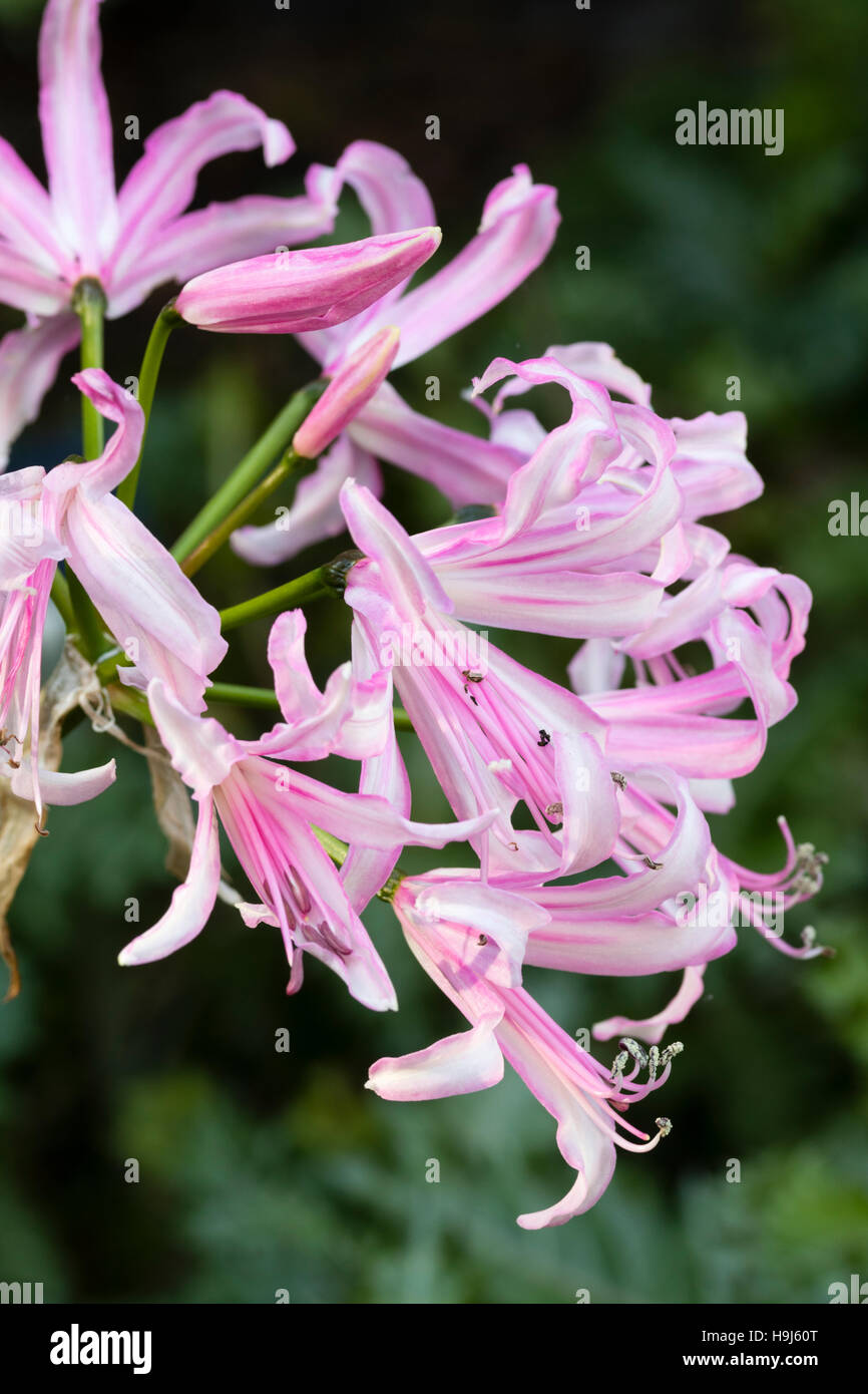 Pale and dark pink flowers of the Autumn flowering bulb, Nerine 'Zeal Candystripe' Stock Photo