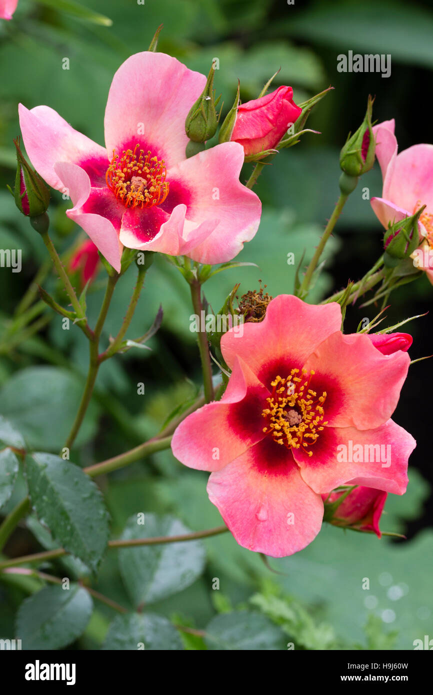 Flowers of the compact floribunda shrub rose 'For Your Eyes Only', rose of the year 2015 Stock Photo