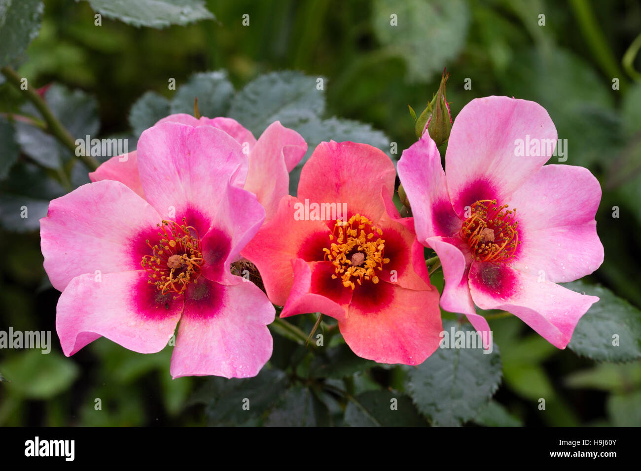 Flowers of the compact floribunda shrub rose 'For Your Eyes Only', rose of the year 2015 Stock Photo