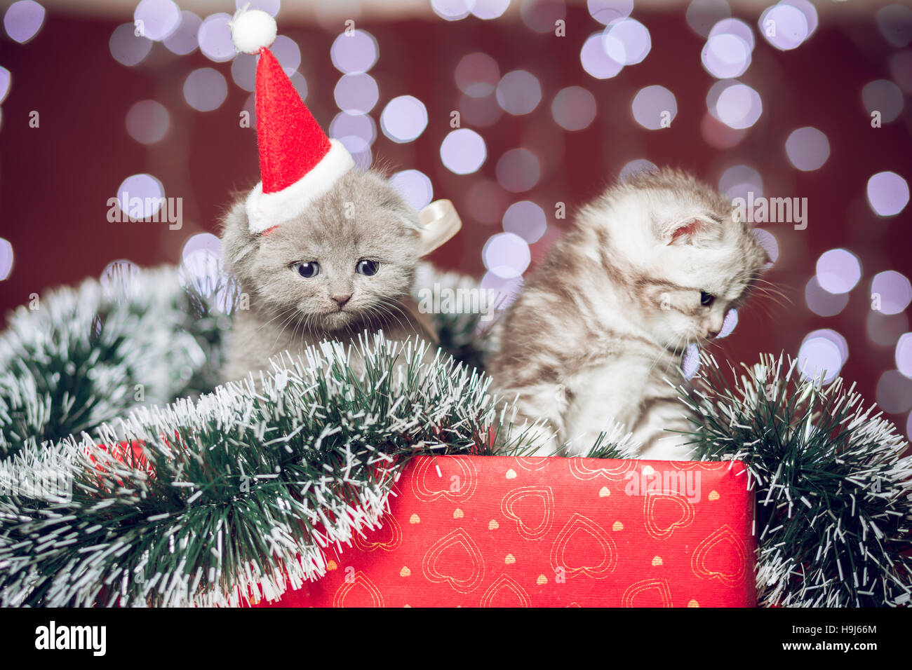 Two kittens wearing santa hat sitting on gift box Stock Photo