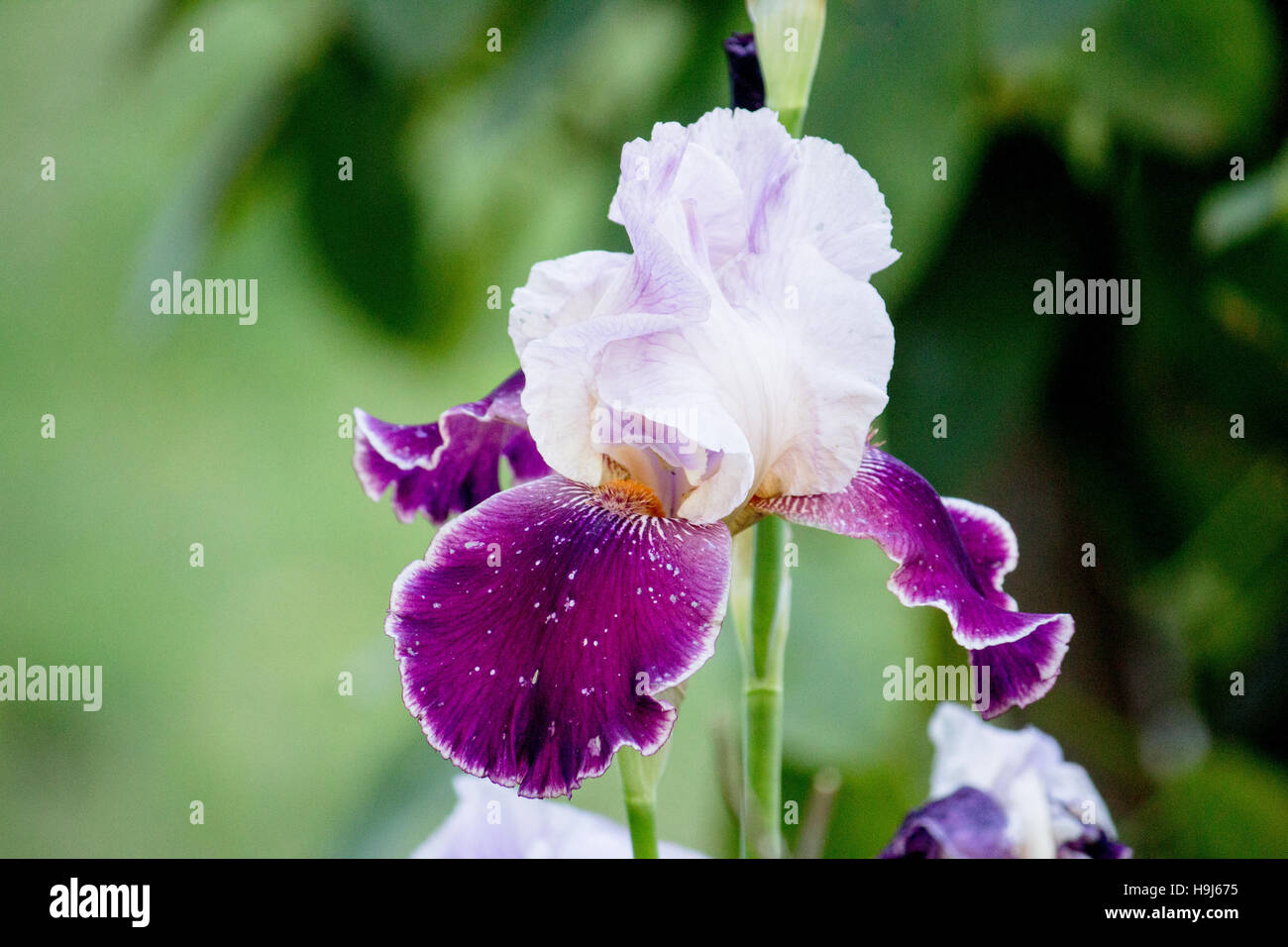 White and violet bearded Iris Stock Photo