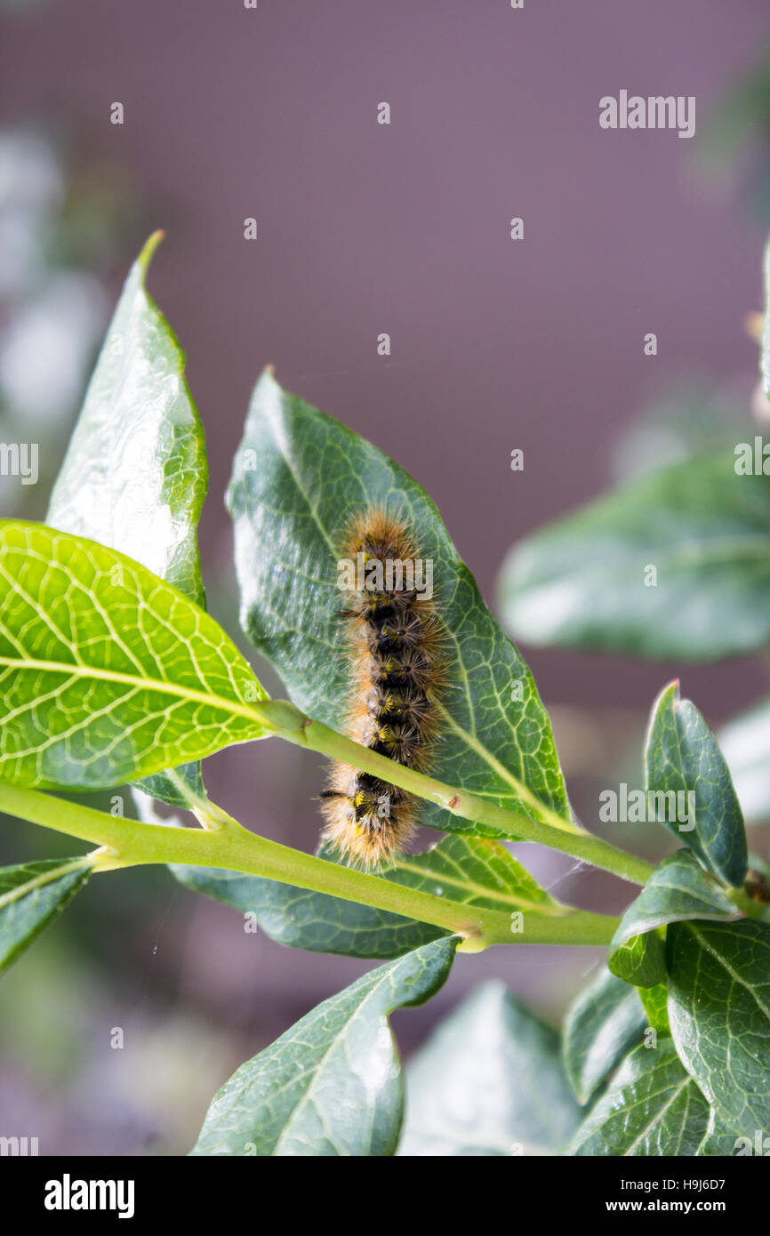 Lophocampa argentata caterpillar Stock Photo