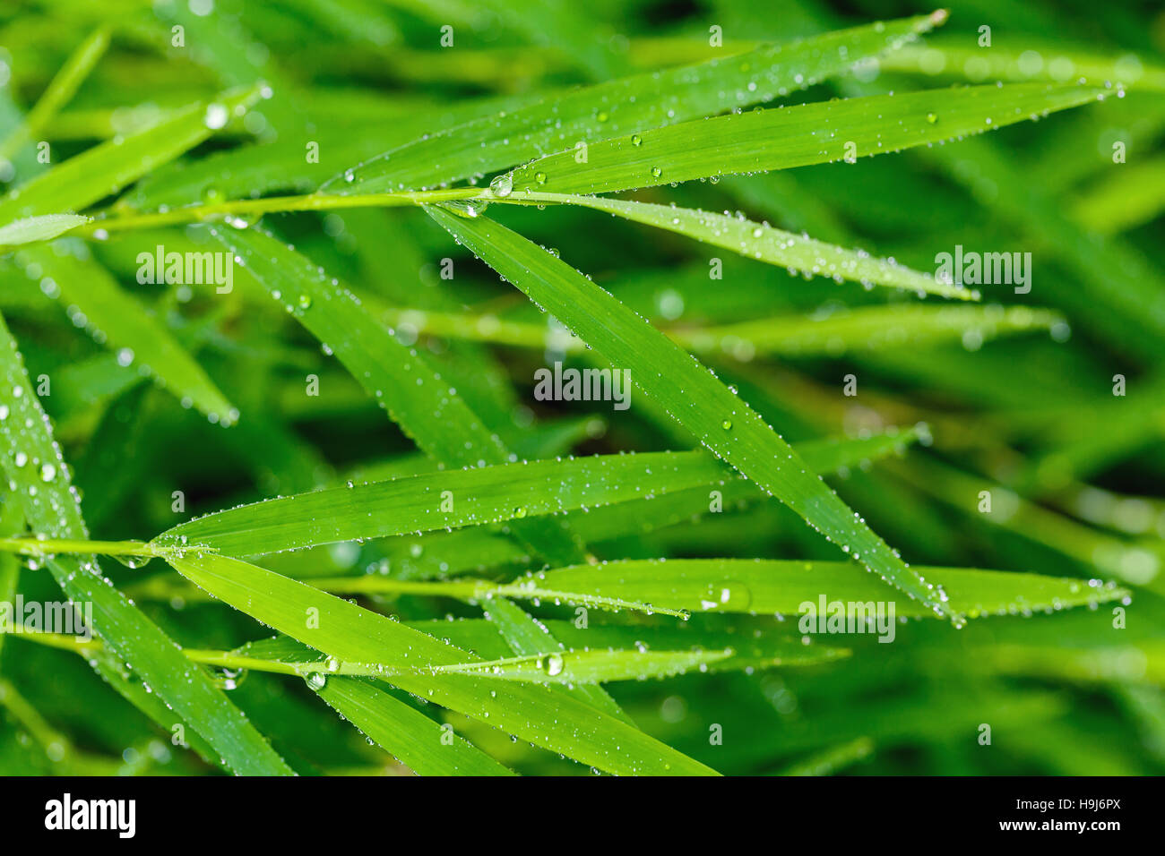 A beautiful green leaf background with water drop Stock Photo - Alamy