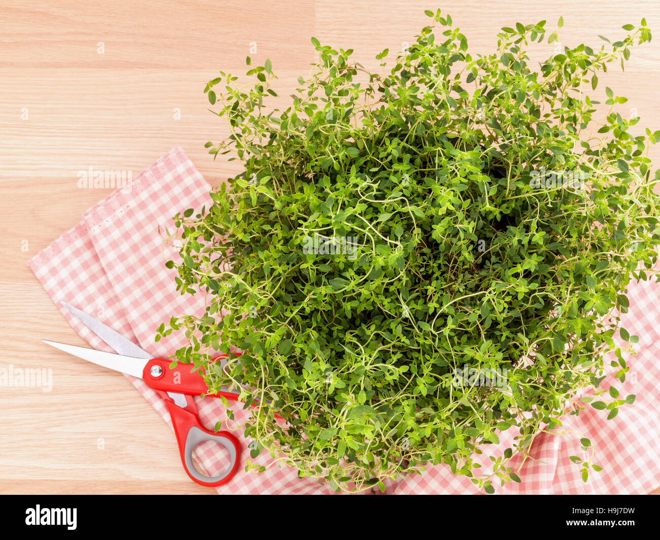 Alternative mediterranean medicinal plants lemon thyme for medic Stock