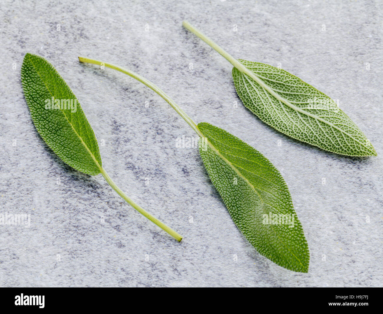 Closeup fresh sage leaves  on stone background. Alternative medi Stock Photo