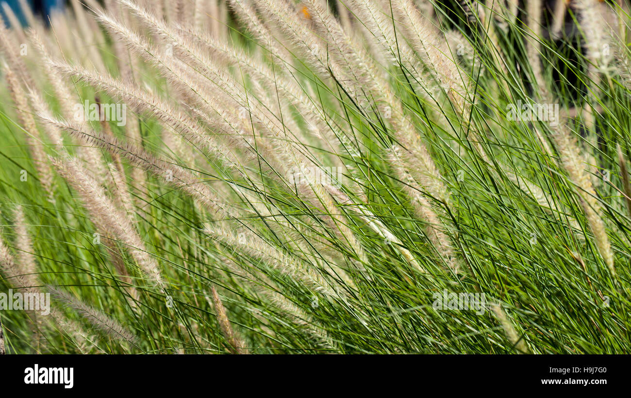 Flowering grass during on sunset. Closeup shot Stock Photo