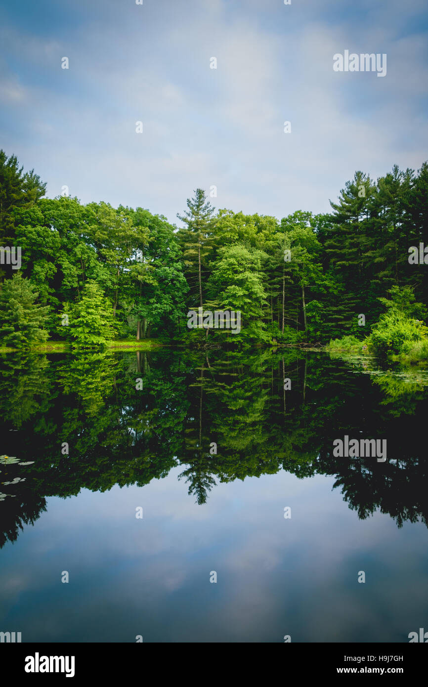 Trees reflection pond hi-res stock photography and images - Alamy