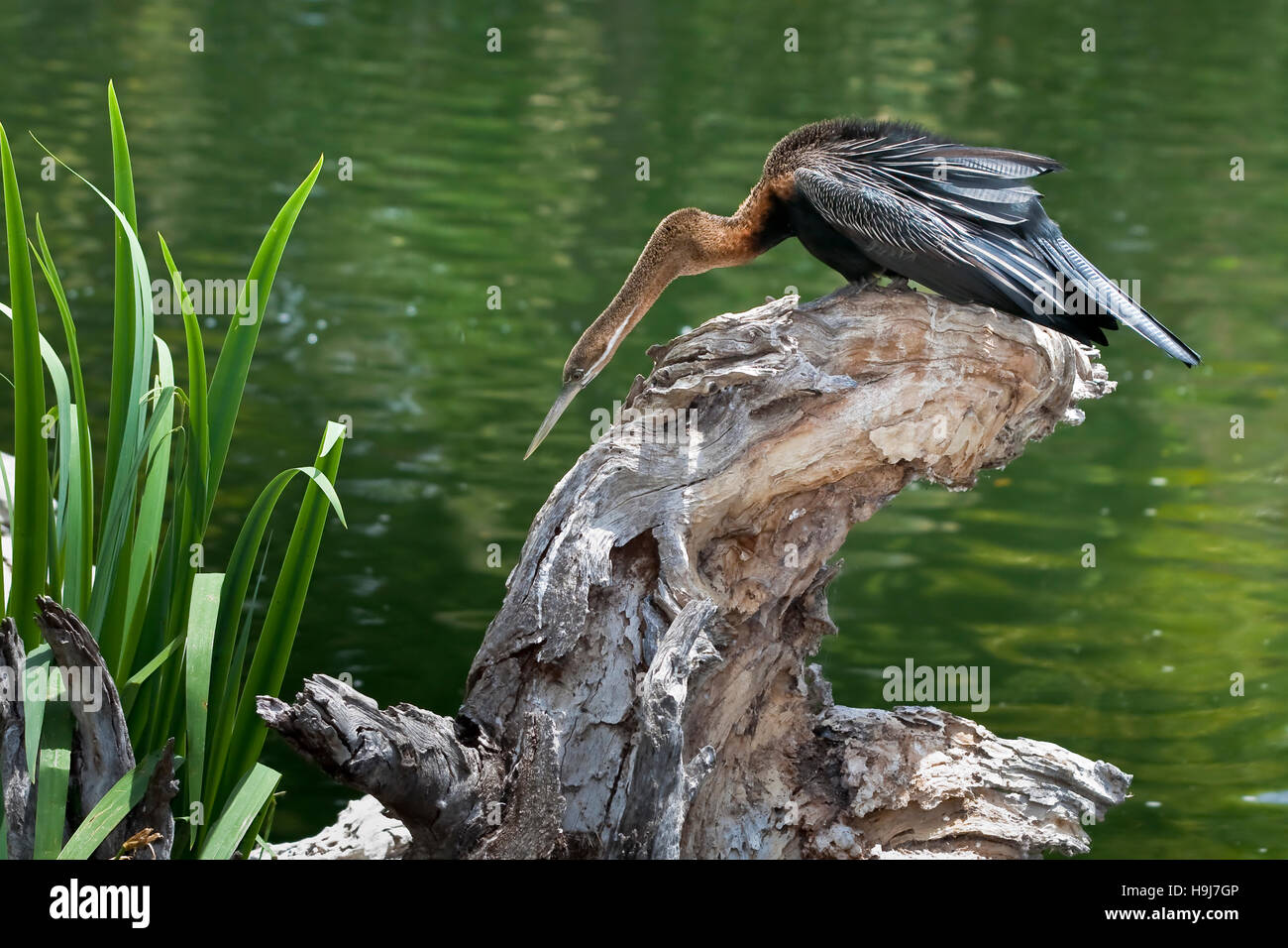 black long necked cormorant diving duck Stock Photo - Alamy