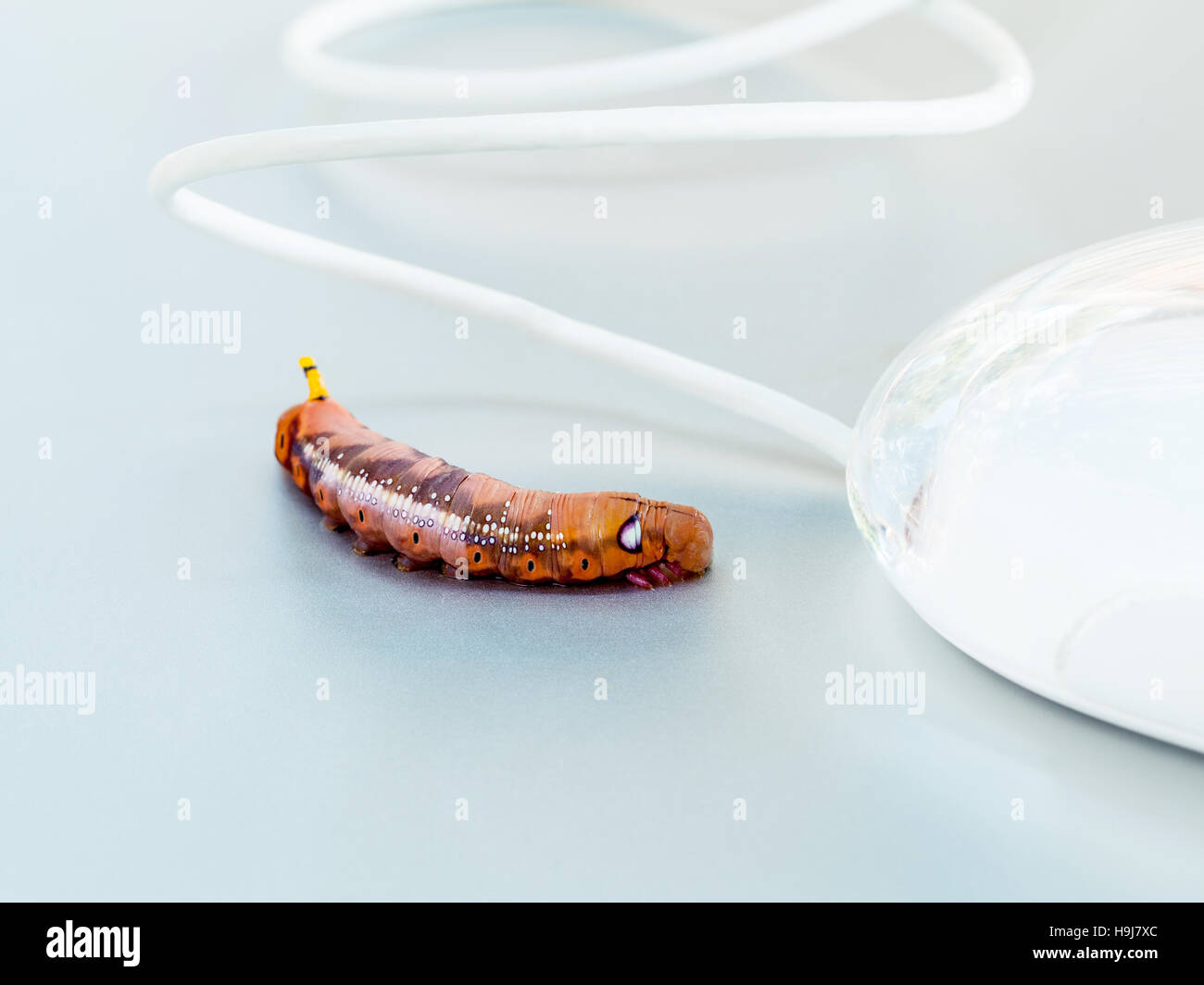 Malicious computer worm . - Concept for data security. Stock Photo