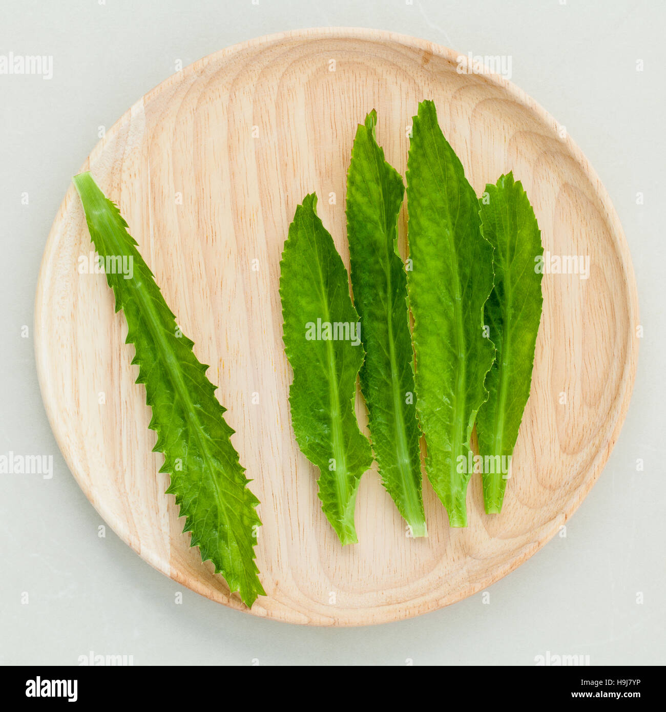 Culantro, Long coriander, Sawtooth coriander the herbs for seaso Stock Photo