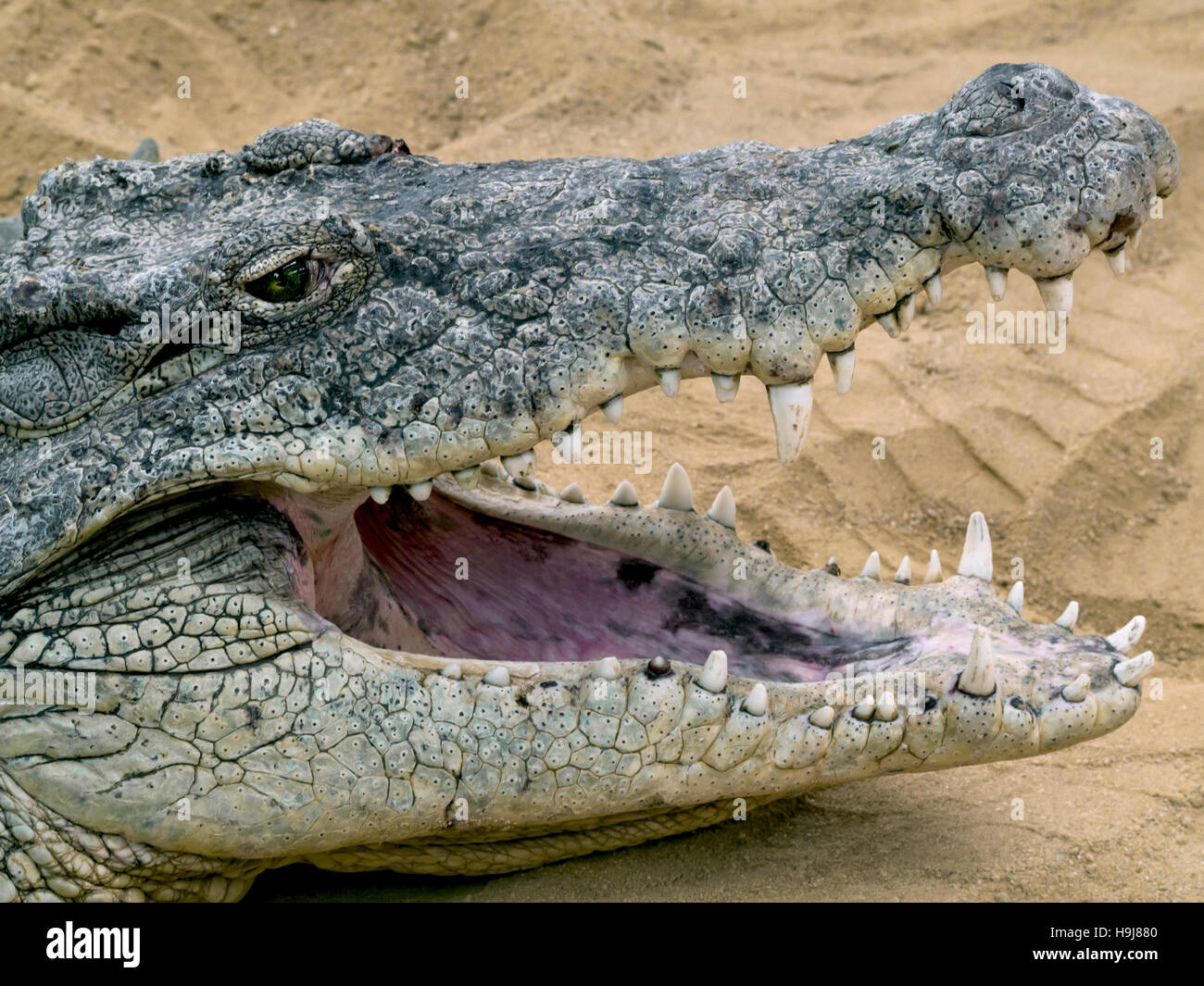 Impressive jaw of a crocodile with open mouth Stock Photo