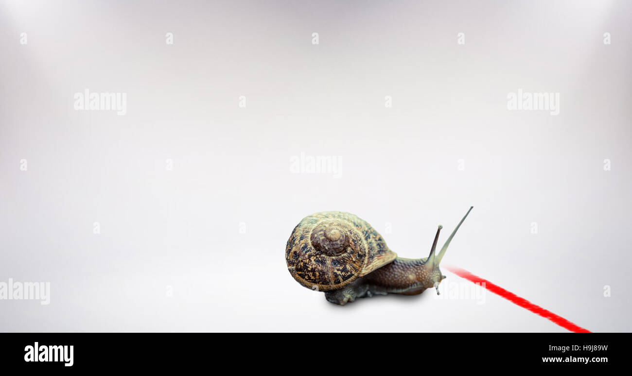 Composite image of snail on a white background Stock Photo - Alamy