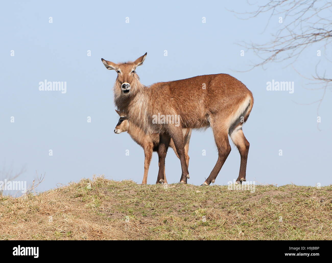 Female Defassa waterbuck (Kobus ellipsiprymnus defassa) with a baby calf. Standing on top of a hill Stock Photo