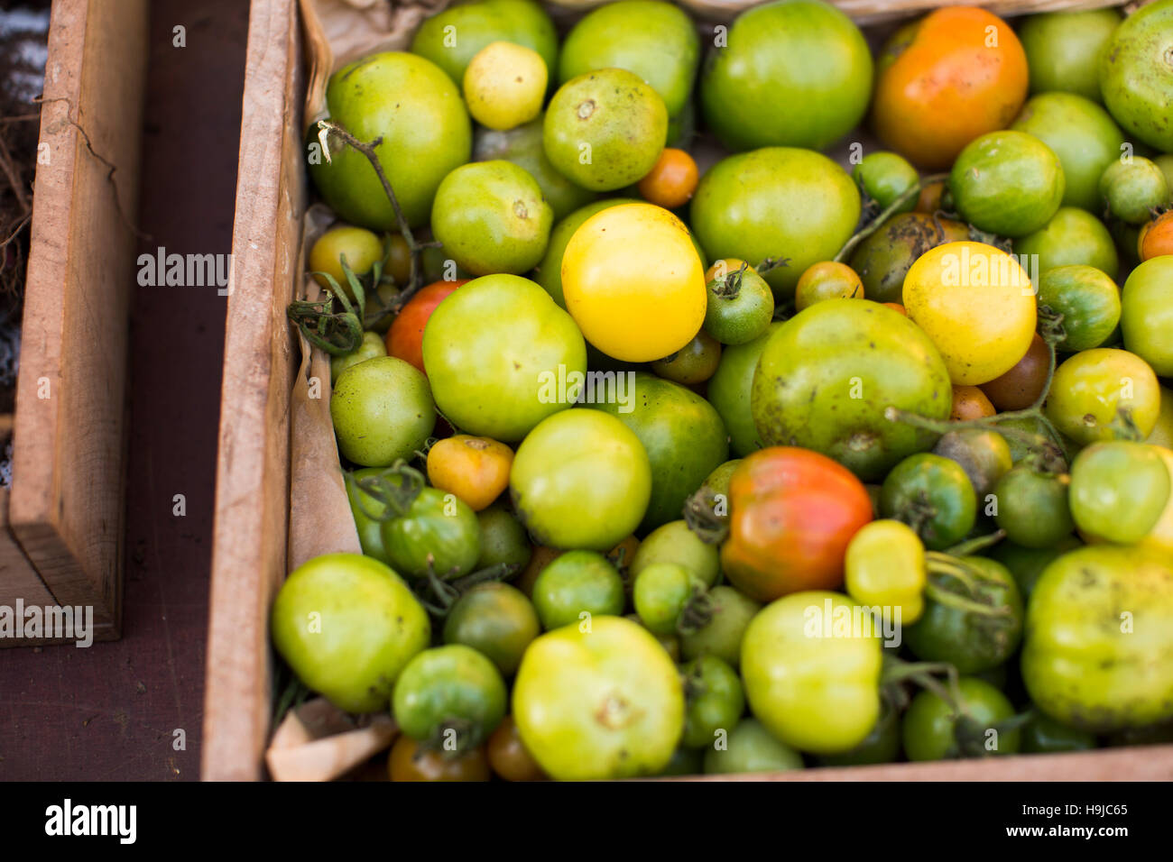 Rustic looking heritage tomatoes in a wooden crate in natural light. Stock Photo