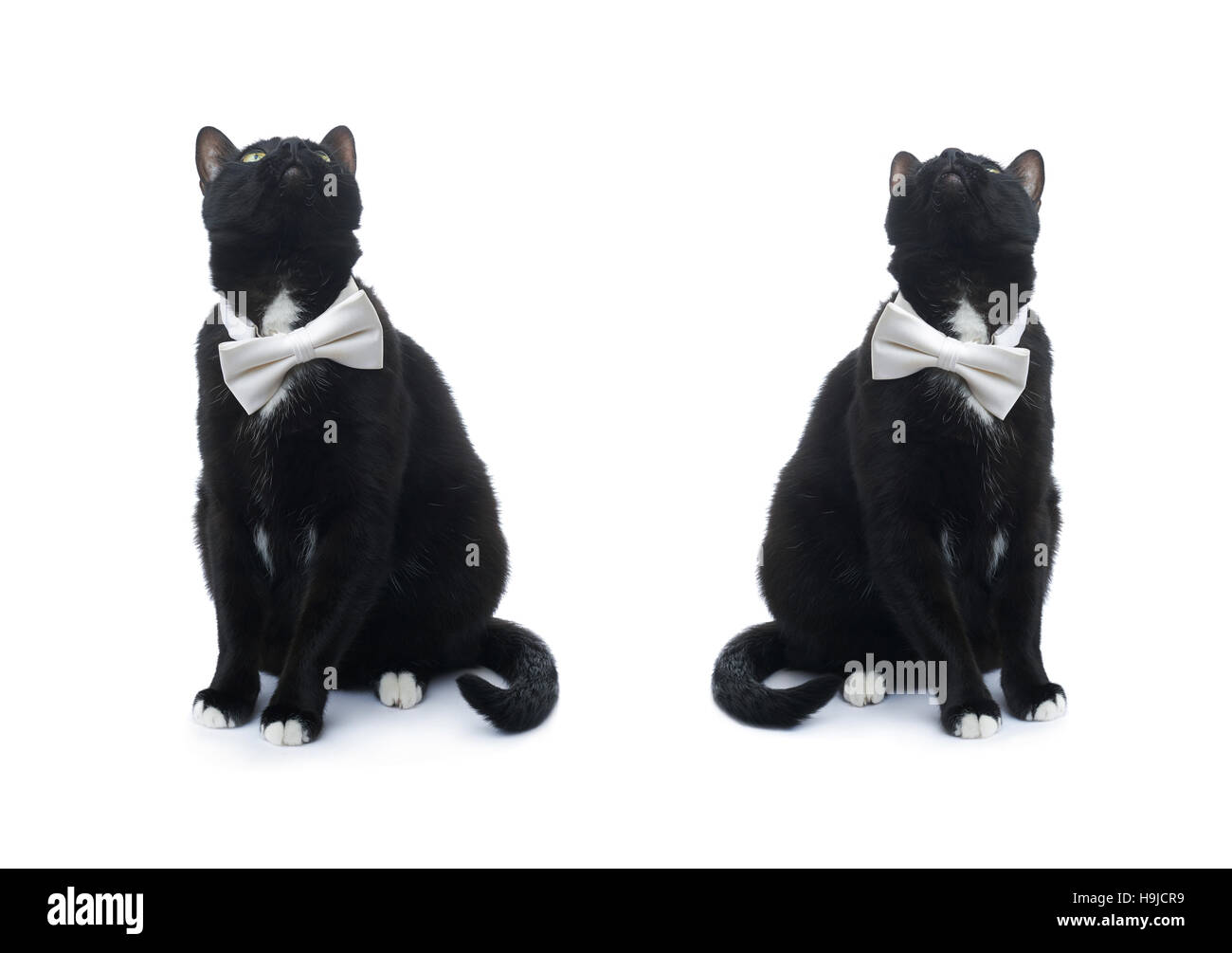 Sitting on the floor black cat with bow tie isolated over the white background Stock Photo