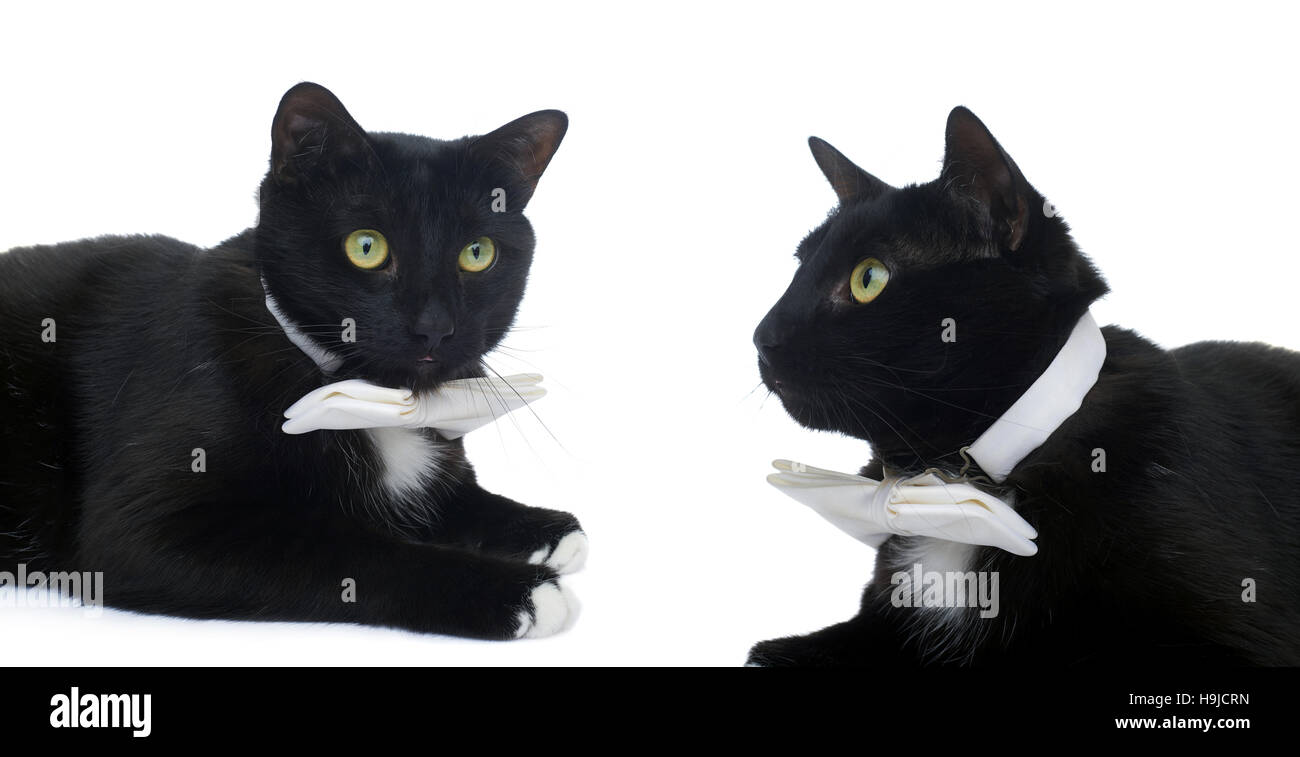 Lying on the floor black cat with bow tie isolated over the white background Stock Photo