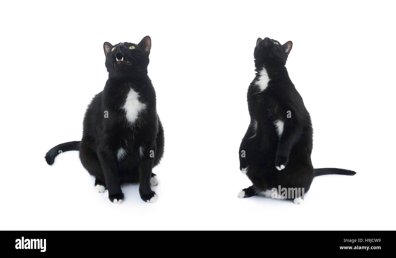 Sitting on the floor black cat isolated over the white background Stock Photo