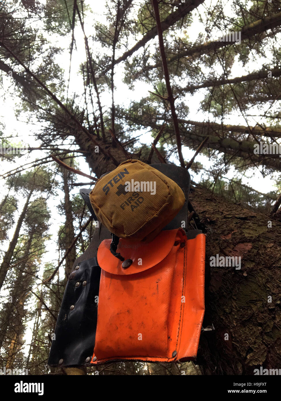 Chainsaw operator's belt & first aid kit looking up through conifer trees in forestry Wales UK Stock Photo