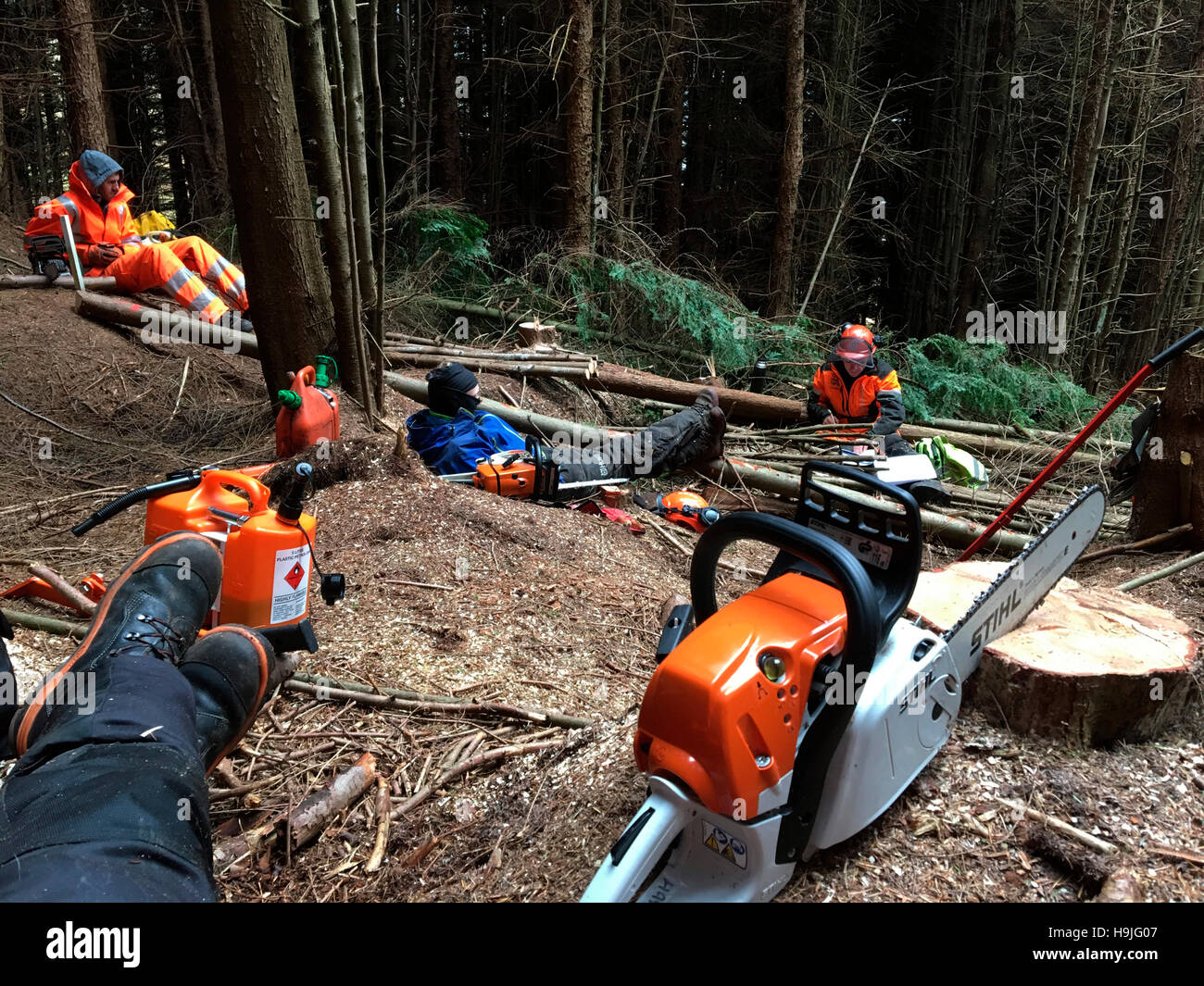 Adult men on chainsaw course in conifer forestry Wales UK Stock Photo