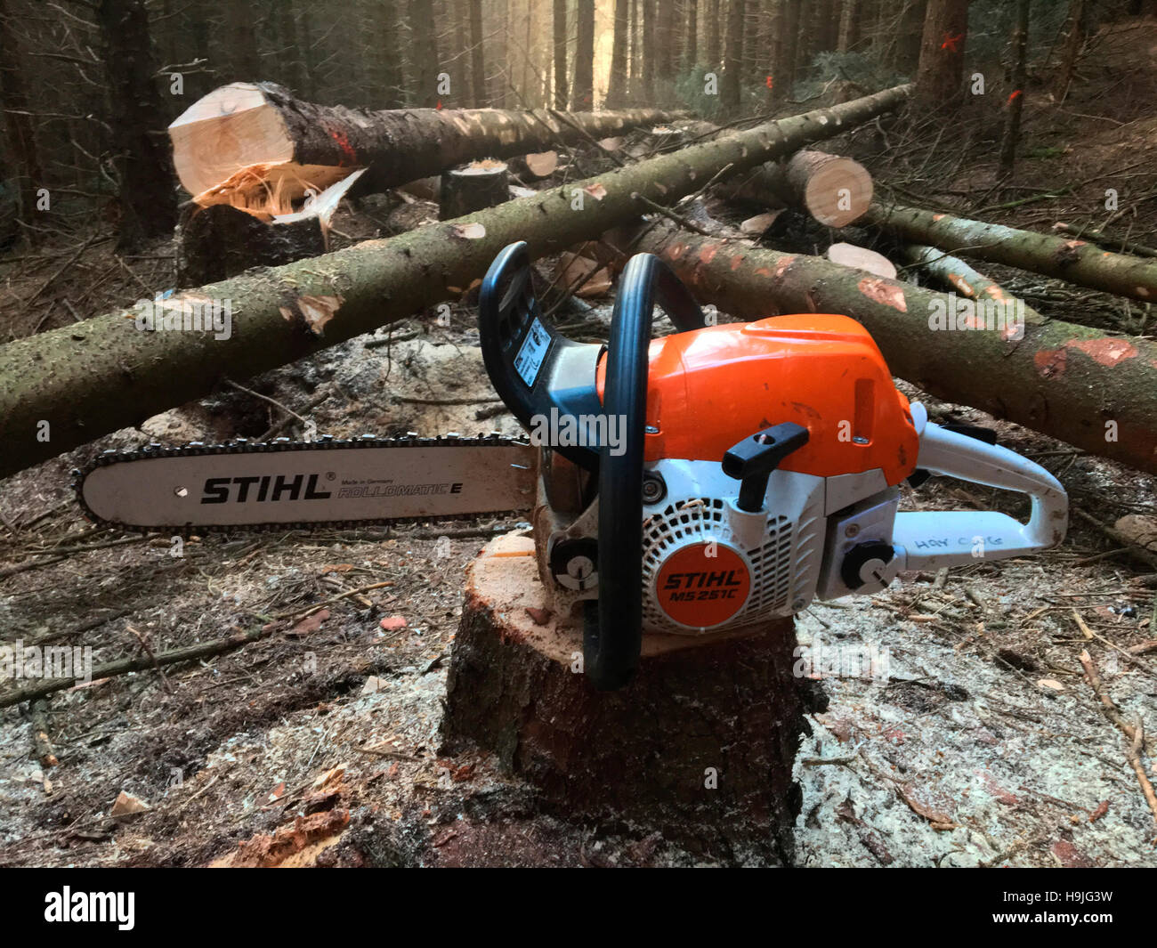 Chainsaw with felled 30 metre conifer trees cut down on chainsaw