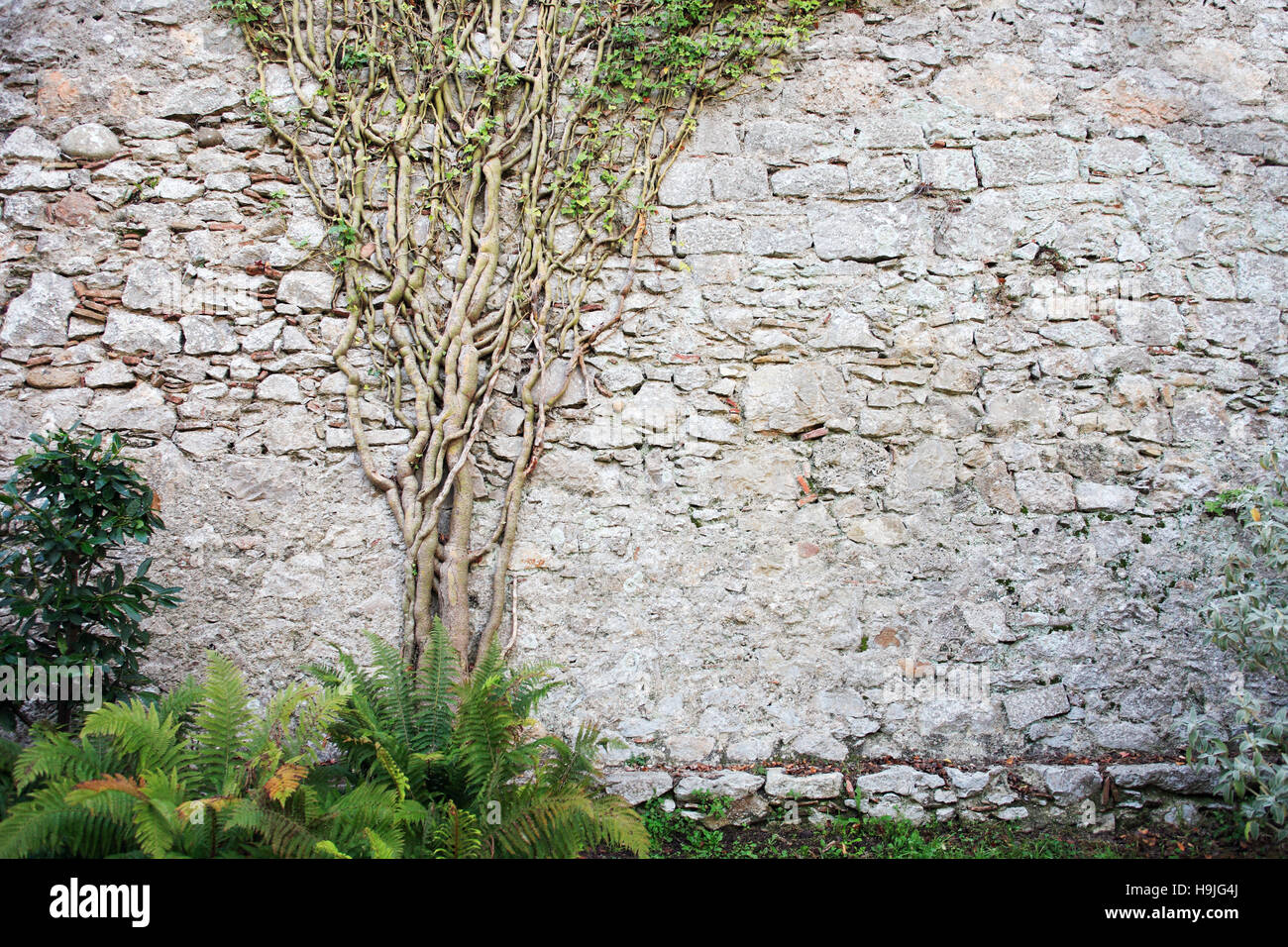 Nice green ivy tree on old stone wall with free space Stock Photo
