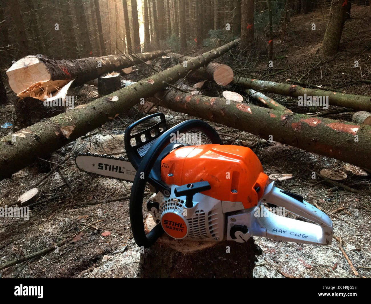 Chainsaw with felled 30 metre conifer trees cut down on chainsaw course