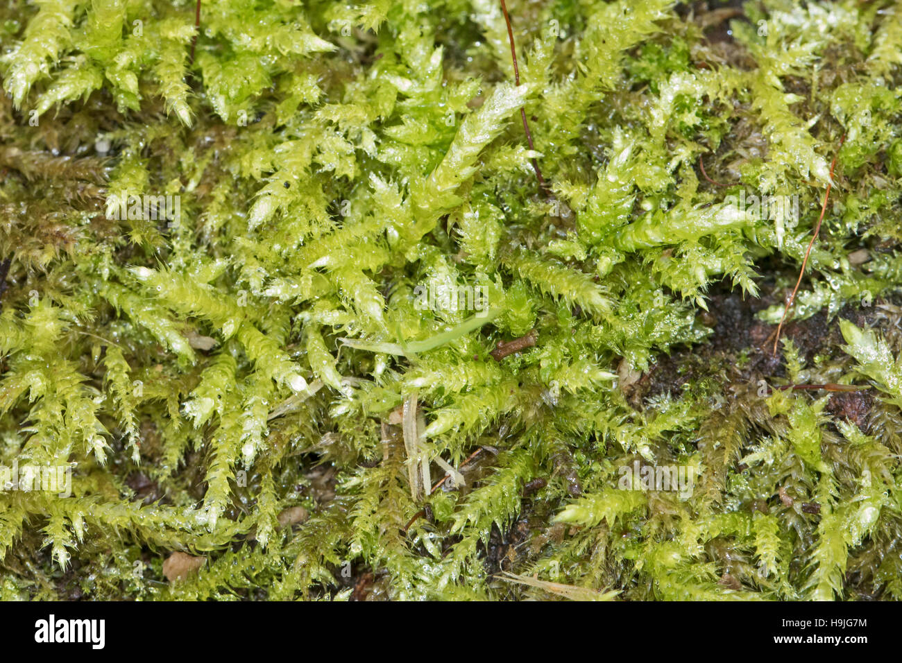 Rough-stalked Feather-moss on a fallen log Stock Photo