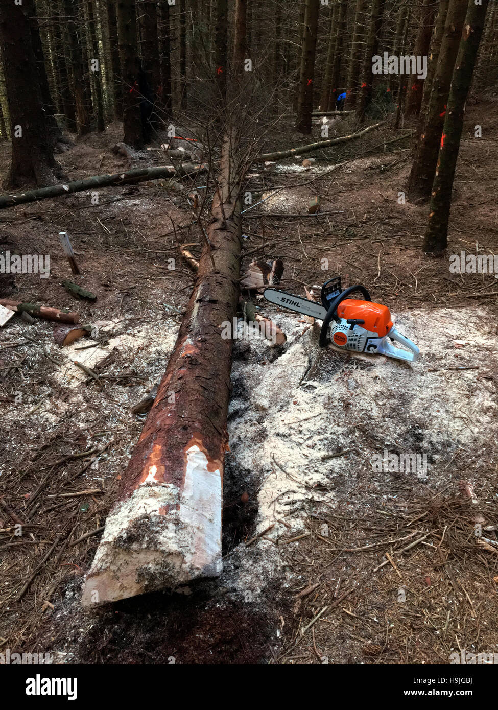 Chainsaw with felled 30 metre conifer trees cut down on chainsaw course