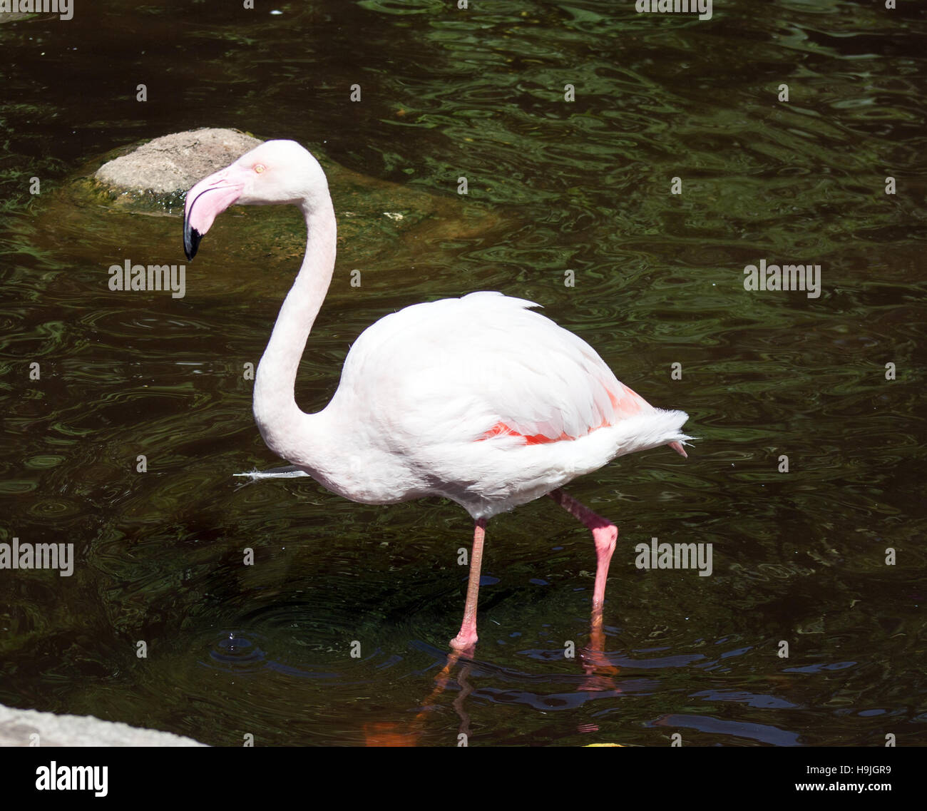 Greater flamingo Stock Photo