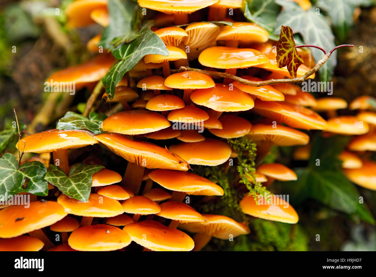 Sticky honey fungus on an old trees stump covered with ivy leaves Stock Photo