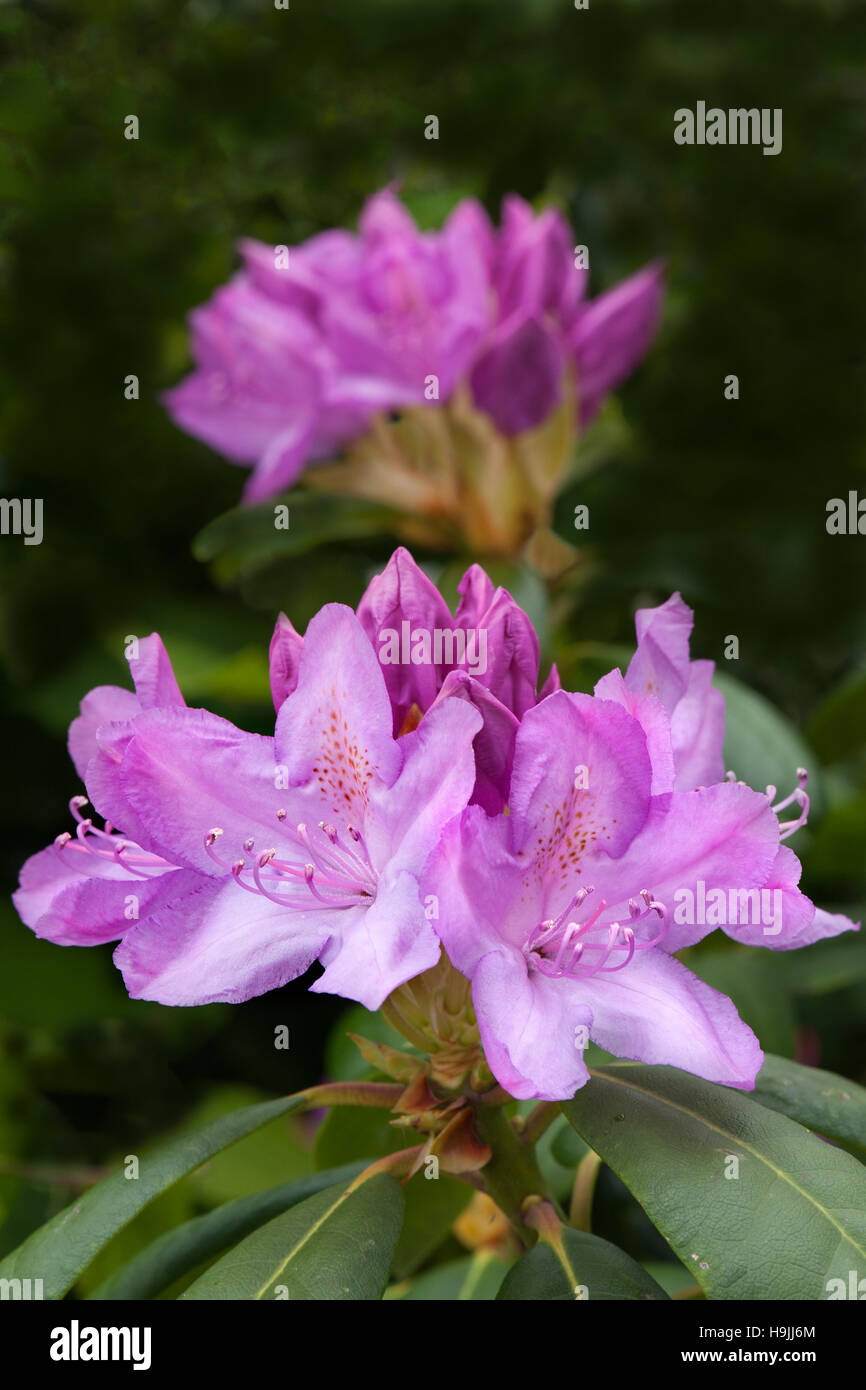 A Rhododendron (Roseum elegance) in full bloom in a Devon UK garden