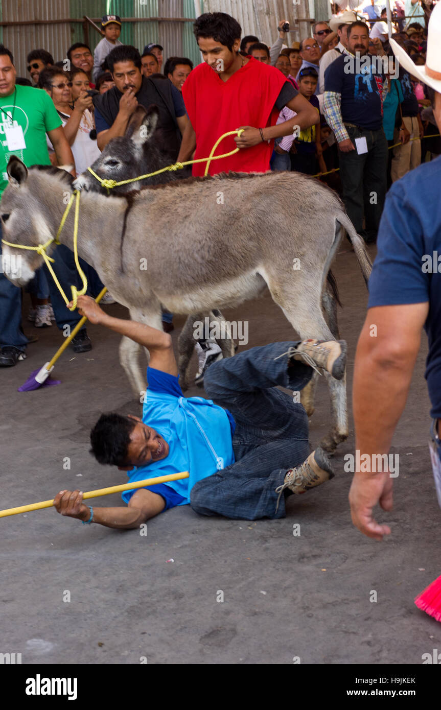 Man falling during a polo game at the Donkey fair (Feria del burro) in Otumba, Mexico Stock Photo